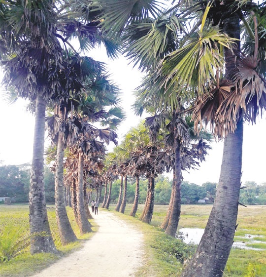 তালগাছের গ্রাম সাতঘরিয়া