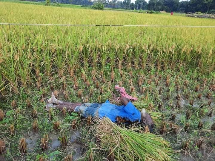 বর্গাচাষির জীবন মিয়া